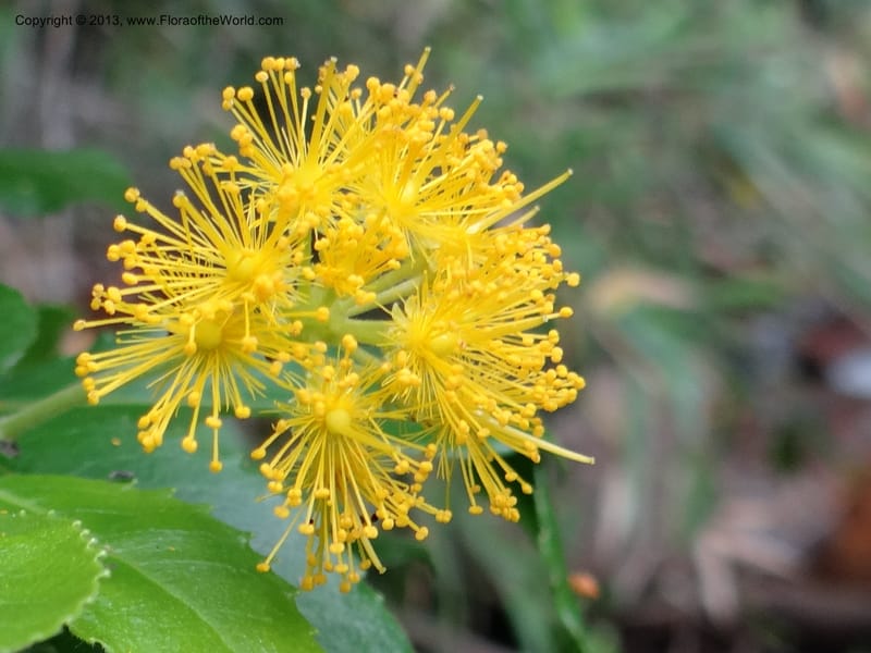 Azara, WDS 34074--Chile. Reserva Nac. Los Queules. 15 Feb 2013. DSC01158 (60).JPG