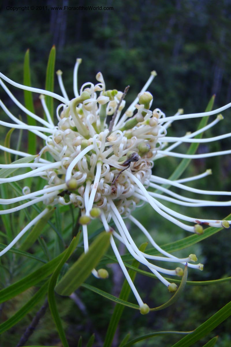 Grevillea exul, M. Callmander 809--New Caledonia. Mont Dore. 20 Jan 2010. 001 (149).jpg