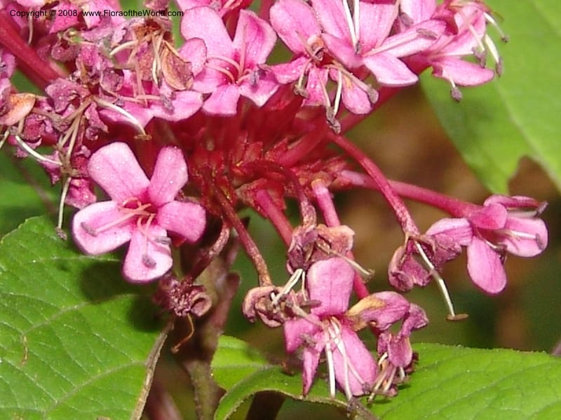 Clerodendrum bungei, 2003.0572--CA. UC Berkeley Bot. Garden. 8 Dec 06. 200.jpg