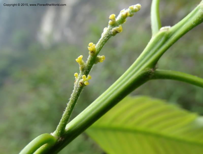Quercus, Boufford, D 43691--China. Sichuan. LongDongZhen on Rd. to LeiYuan Shan. 13 May 2014. DSC05860 (264).JPG