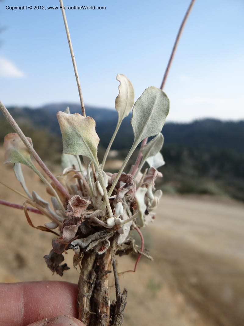 Eriogonum strictum var. proliferum, Davidson, C 12096--ID. Owyhee Co. Silver City. 20 Aug 2012. DSC04305 (76).JPG