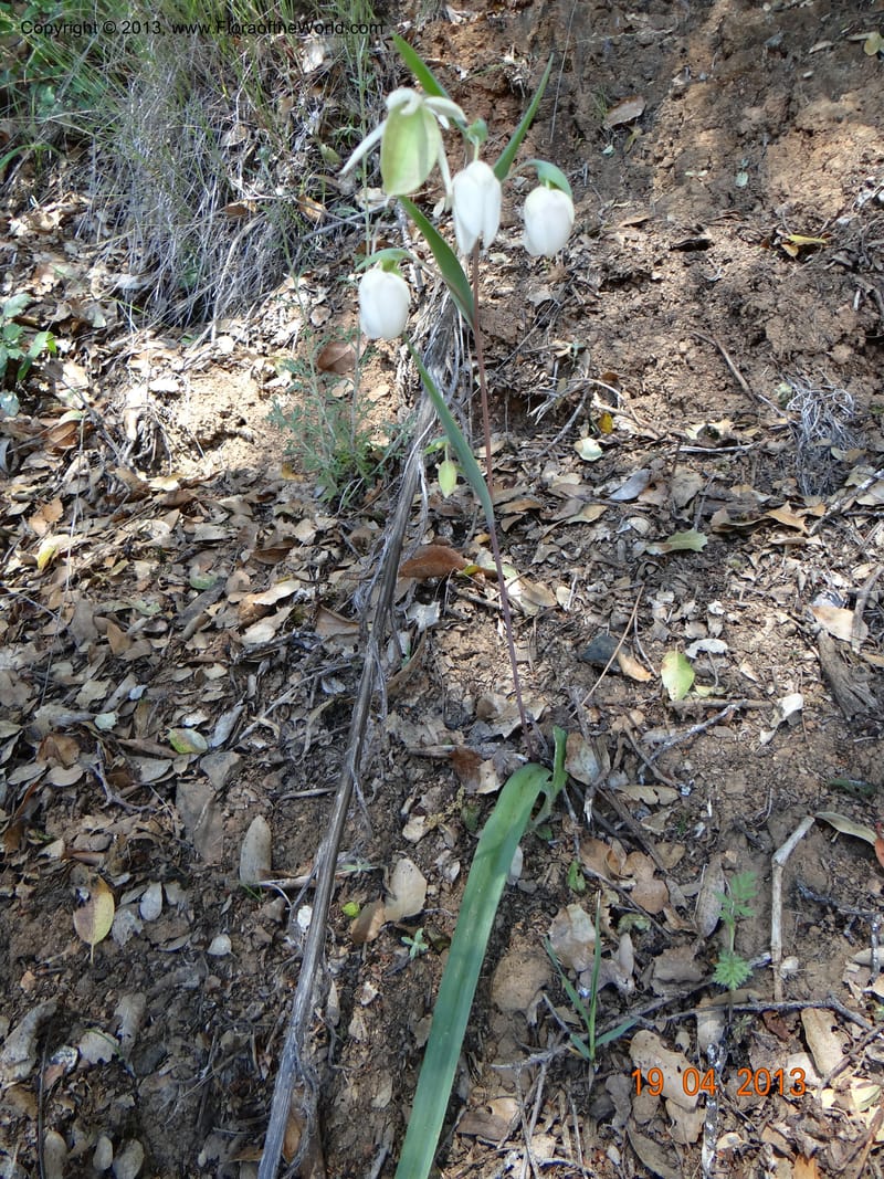 Calochortus albus, Davidson, C 12137--USA, California, Nevada Co. 19 Apr 2013  0161 (2).JPG