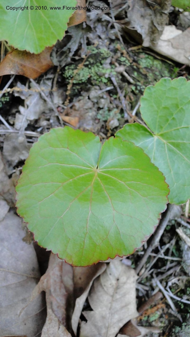 Galax aphylla, Mori 27456--North Carolina. Stokes Co. 26 May 2010. 088 (42).jpg