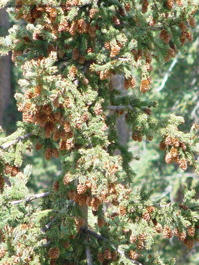 Picea pungens--AZ. Coconino Co. San Francisco Pk. 7 Jun 03. 059.jpg