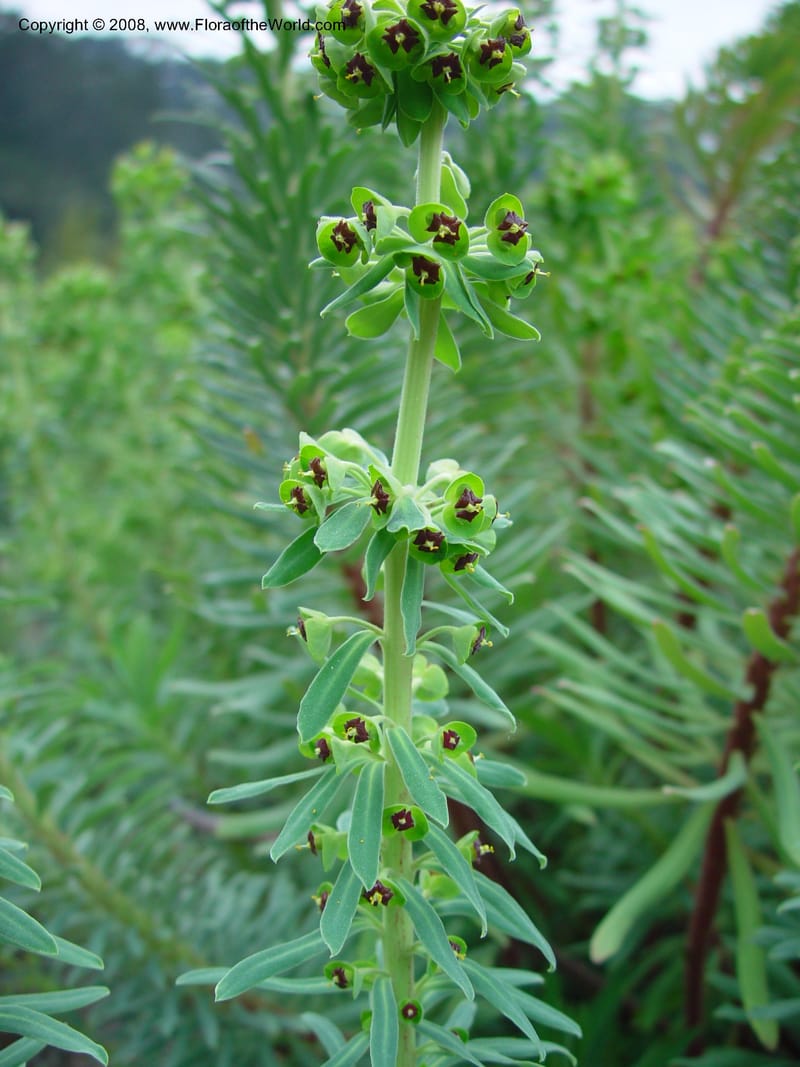 Euphorbia characias. 92.1108--CA. UC Berkeley Bot. Gard.  11 Feb 03. 096.jpg