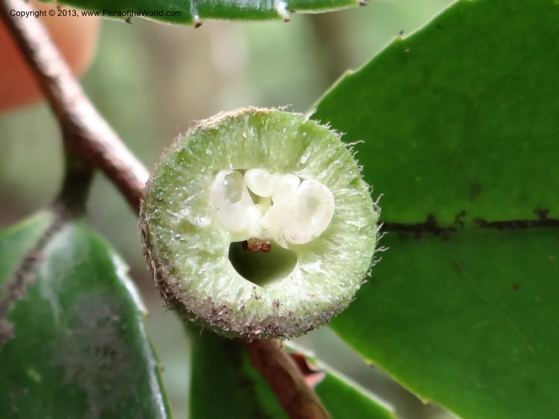 Camellia oleifera, Davidson, C 11952--China. Zhejiang Priv. Tian Mu Shan. 31 May 2012. DSC00927 (71).JPG