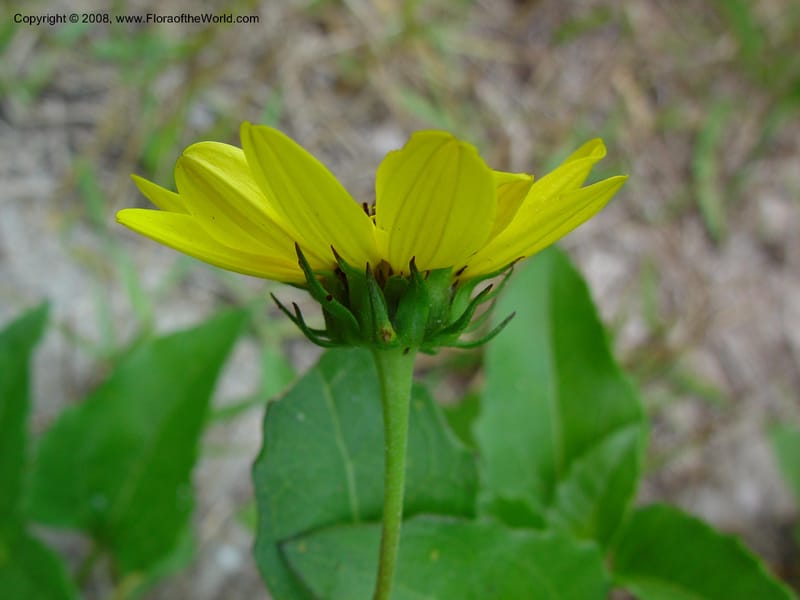 Helianthus debilis--FL. St. Lucie Co. N of Ft. Pierce. 17 Jan 03. 031.jpg