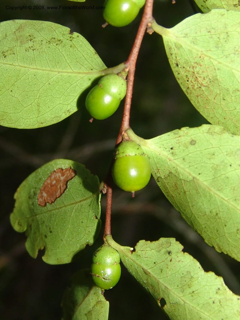 Diospyros, R.Ranaivojaona1382--Madag. Prov. Toliara. Mandena Centr. Res. Ecol. 18 Jan 06. 203.jpg