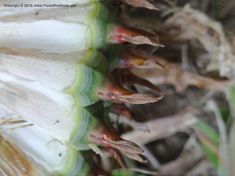 Pandanus acaulescens, Callmander 1041--Thailand. Chiang Mai. Doi Inthanon N. P. 9 Nov 2012. (124).JPG