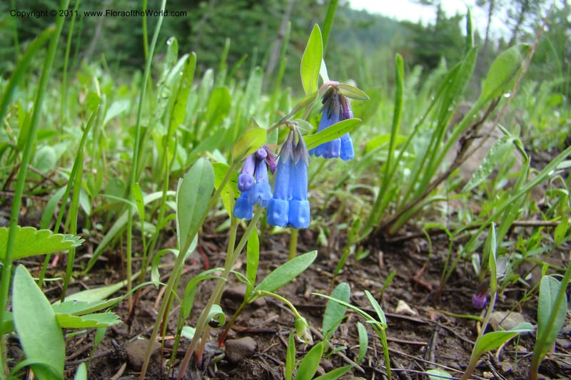 Mertensia longiflora, C. Davidson 11424--Idaho. Adams Co. Smokey Boulder Rd. 6 June 2009. 214.jpg