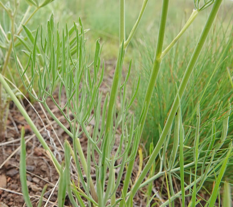 Lomatium triternatum, C. Davidson 13753--Oregon. Wallowa Co. Zumwalt.Trail Cr. Rd. 4 Jun 2018. DSC04078 (127).JPG