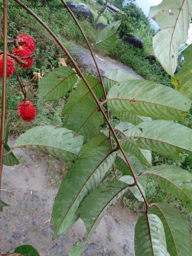 Lepisanthes, Buerki, S 368--Sabah. Sg. Mokodou. 12 Oct 2014. DSC04629 (39).JPG
