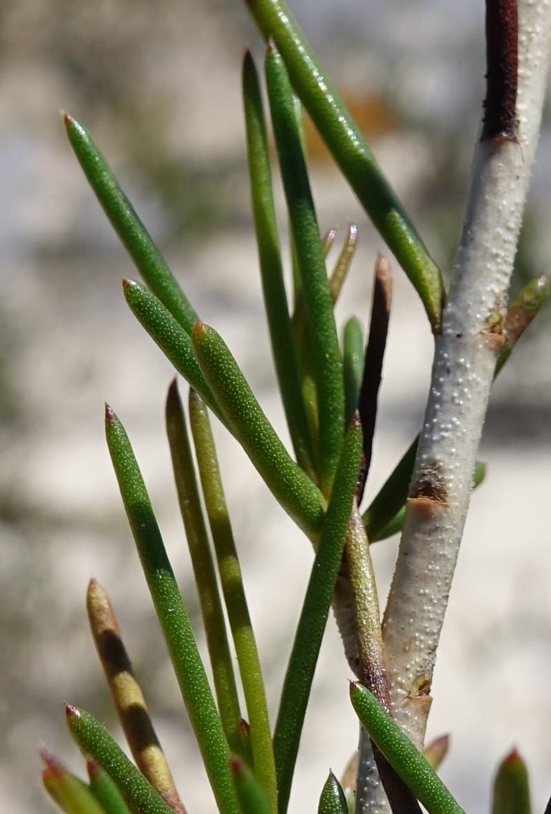 Verticordia nobilis, Davidson, C 13427--Australia. W.A. Green Head-Coorow Rd. Stop 2. 24 Oct 2016. DSC04873 (123).JPG