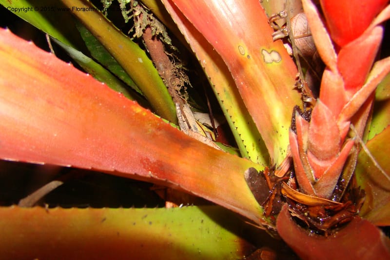 Aechmea nidularioides, Vasquez 35034--Peru. Loreto. Dto. Iquitos. Res. Allpahuayo-Mishana. 19 Nov 08. 662 (6).jpg