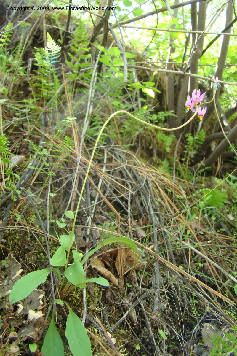 Dodecatheon pulchellum, C. Davidson 11351--ID. Idaho Co. Salmon River Rd. 17 May 09. 217.jpg