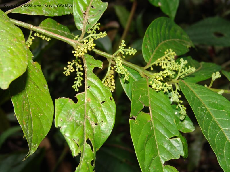 Siparuna guianensis, AAraujoM3087--Bolivia. Pq. Nal. Madidi. Chalalan, Sendero sin nombre. 24 Sep 06. 305.jpg