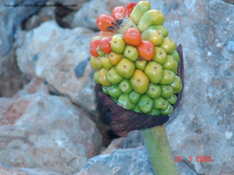 Arum concinnatum cf--Crete. Phenix trail, W of Loutro. 28 May 05. 071.jpg