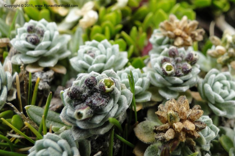 Draba, Ulloa 2022--Ecuador. Napo. Volcan Antesana. 2 Jun 2011. 063 (4).jpg