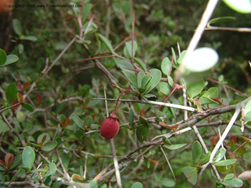 Putterlichia pyracantha--So.Africa. E. Cape. Uitenhage Nat. Res. 6 Mch 05. 150.jpg