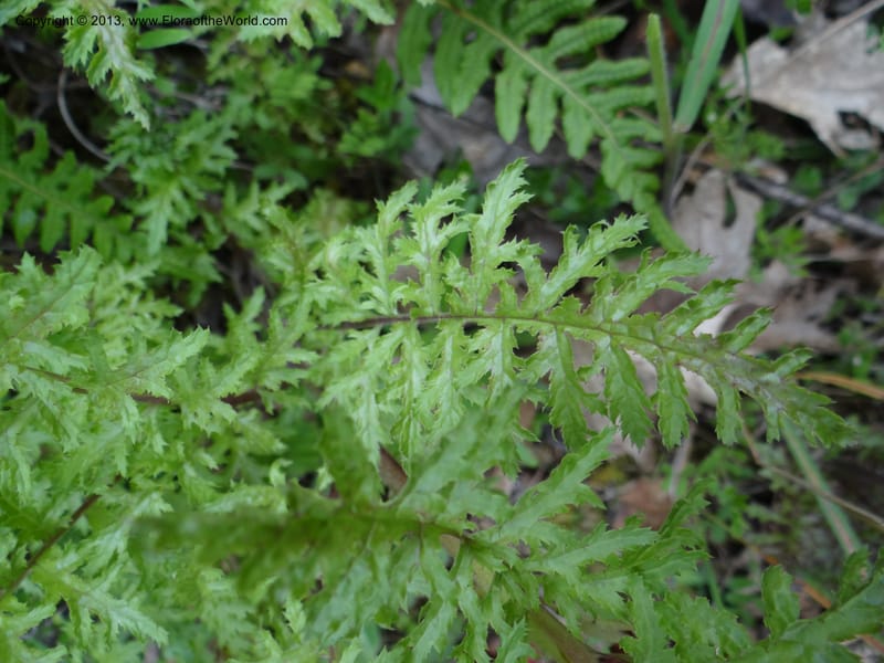 Pedicularis densiflora, Davidson, C 12118--Calif. Trinity Co. Hwy 299. 15 Apr 2013 (5).JPG