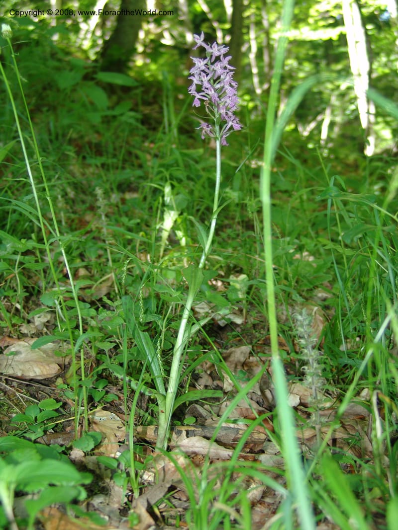Dactylorhiza euxina--Georgia. Borjomi-Kharagauli Nat. Pk. 8  Jun 05. 127.jpg