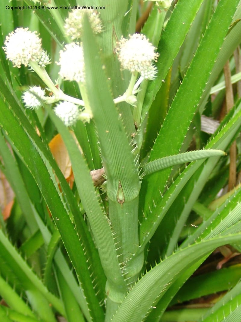 Eryngium eburneum, 65.0825--CA. UC Berkeley Bot. Garden.  30 Jun 06. 185.jpg
