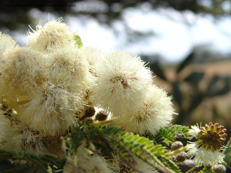 Acacia--Kenya. Gilgil on Hwy A1. 10 Jul 04. 100.jpg