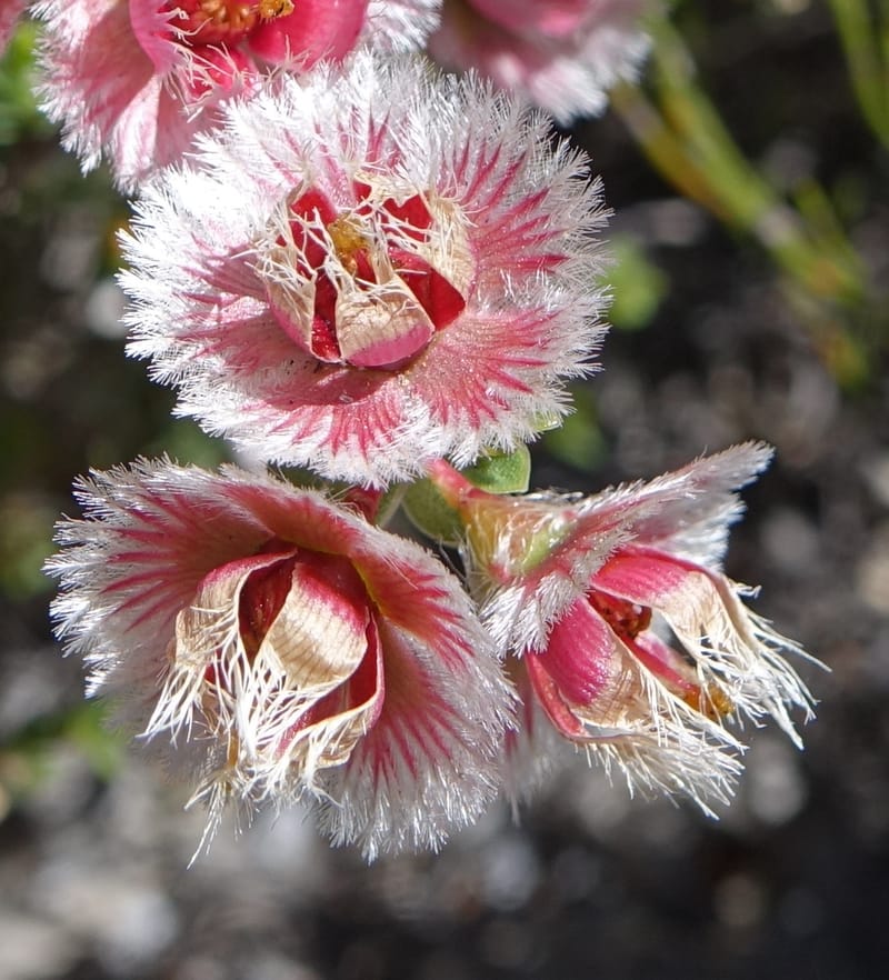 Verticordia ovalifolia, Davidson, C 13408--Australia. W.A. Badingara Tavern Jct. 23 Oct 2016. DSC04482 (64).JPG