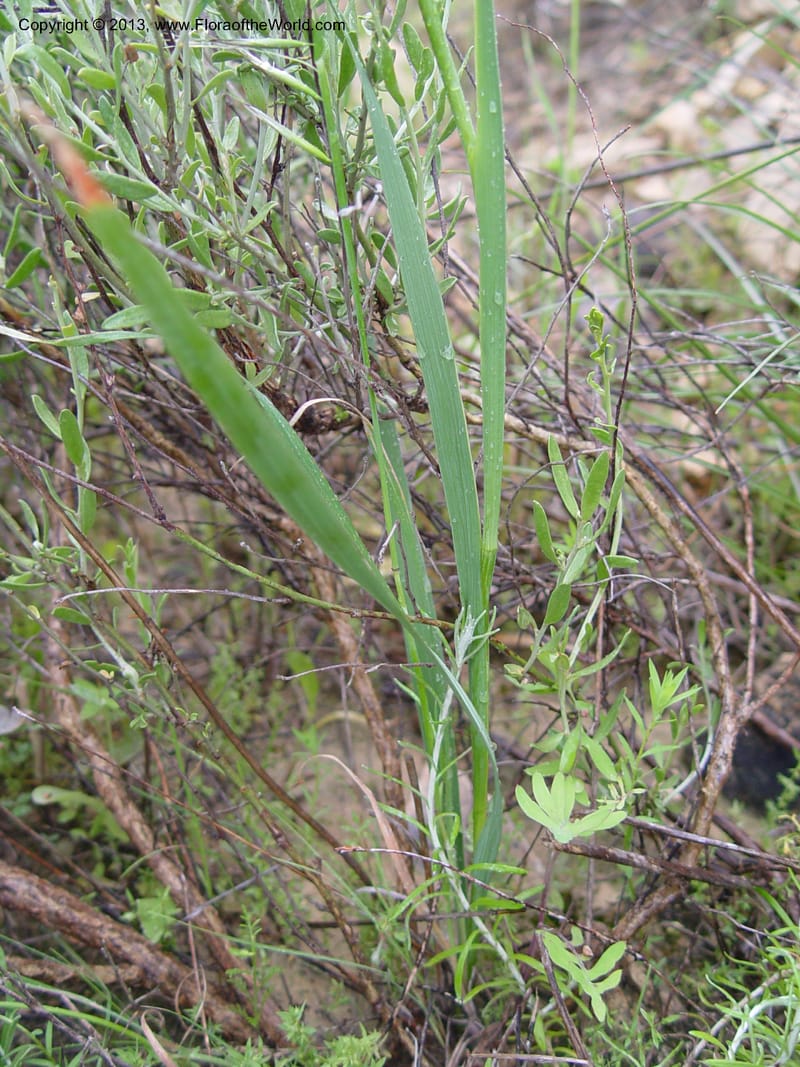 Gladiolus illyricus--Spain. Almeria Prv. Ca 5 km S on AL140. 15 Apr 04. 010 (3).jpg