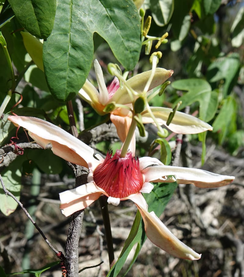 Passiflora aurantia, Davidson, C 13330--Australia. Qld. Jacob's Well. 16 Oct 2016. DSC02498 (94).JPG