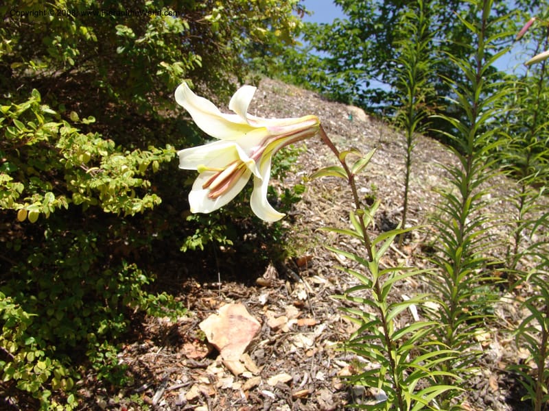 Lilium lanceolatum, 2002.111--CA. Quarryhill Bot. Garden, Glen Ellen. 1 Jun 07. 014.jpg