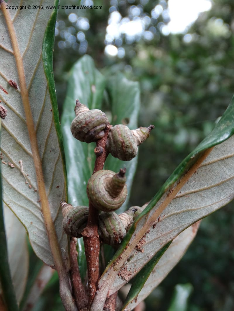 Lithocarpus, Davidson, C 12741--Sabah. Mt. Kinabalu. Bundu Tuhan Trail. 11 Oct 2014. DSC04153 (156).JPG