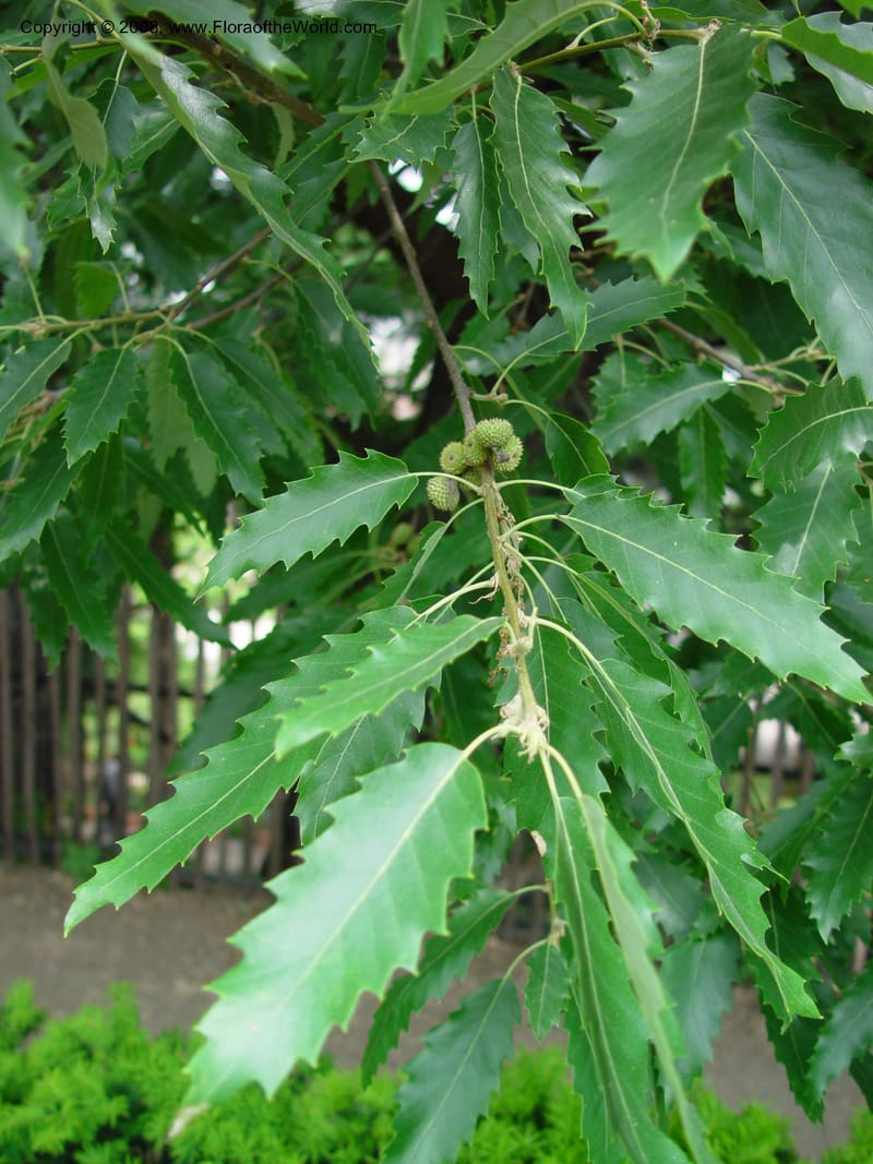 Quercus castaneifolia--France. Paris. Jardin des Plantes. 30 May 03. 006.jpg