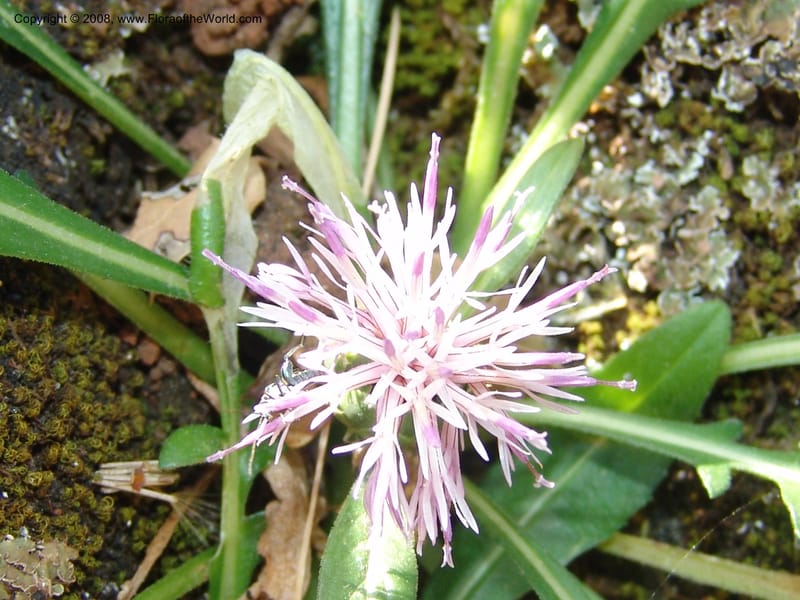 Centaurea raphanina ssp raphanina--Crete. Ep. Kisamos. Sirikari Gorge. 25 May 05. 019.jpg