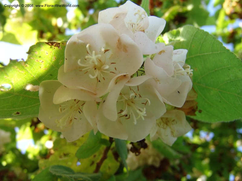 Dombeya torrida--Kenya. Brackenhurst Bot. Gard., Limuru. 26 Jun 04. 038.jpg