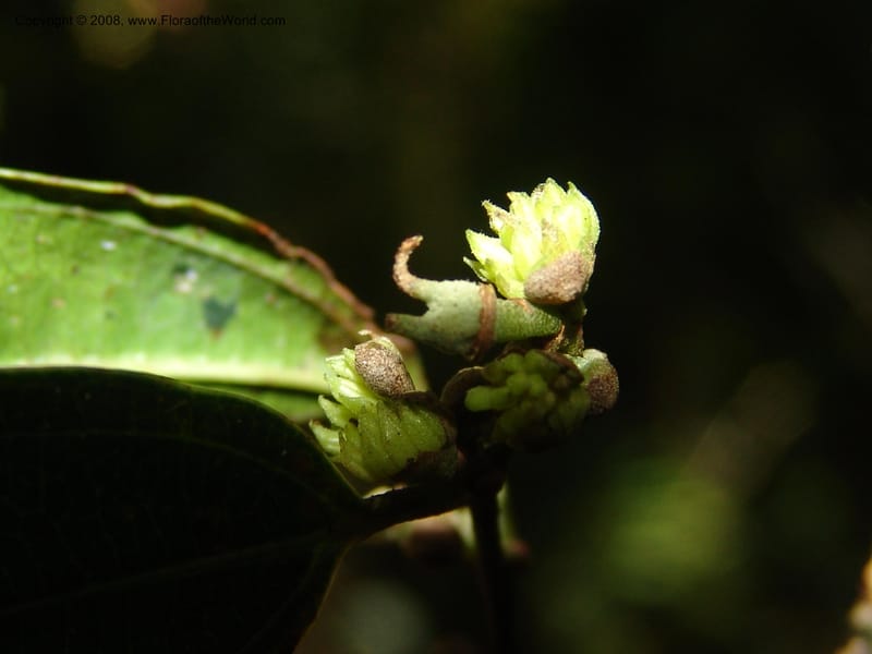 Matudea trinervia, N.Martinez515--Mexico. Chiapas. Res. Biosf. El Triunfo. Trail NW along stream. 9 Nov 04. 020.jpg