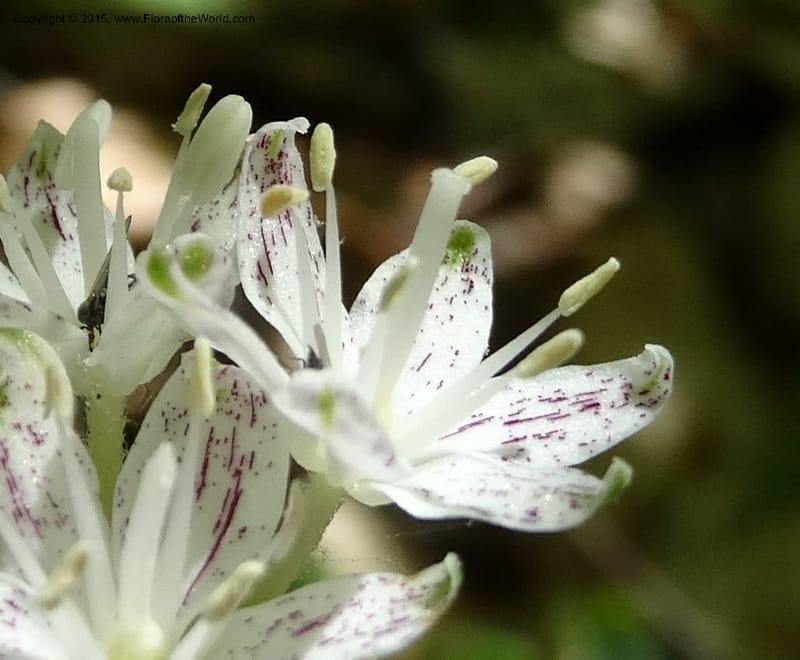 Clintonia umbellulata, Davidson, C 12988--North Carolina. Clay Co. Perry Gap Rd, Barnard's Cr. 13 May 2015. DSC04860 (253).JPG