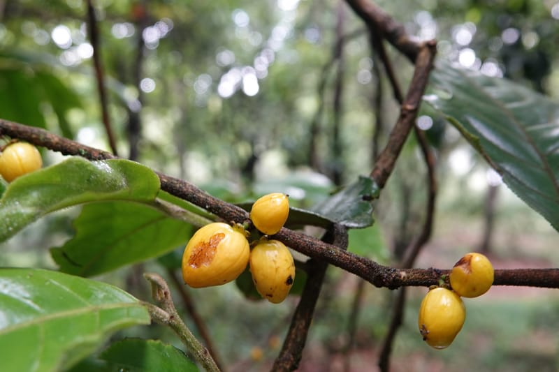 Horsfieldia prainii, D. Boufford 44155--China. Yunnan. Bam Po village. 5 May 2018. DSC02406 (96).JPG