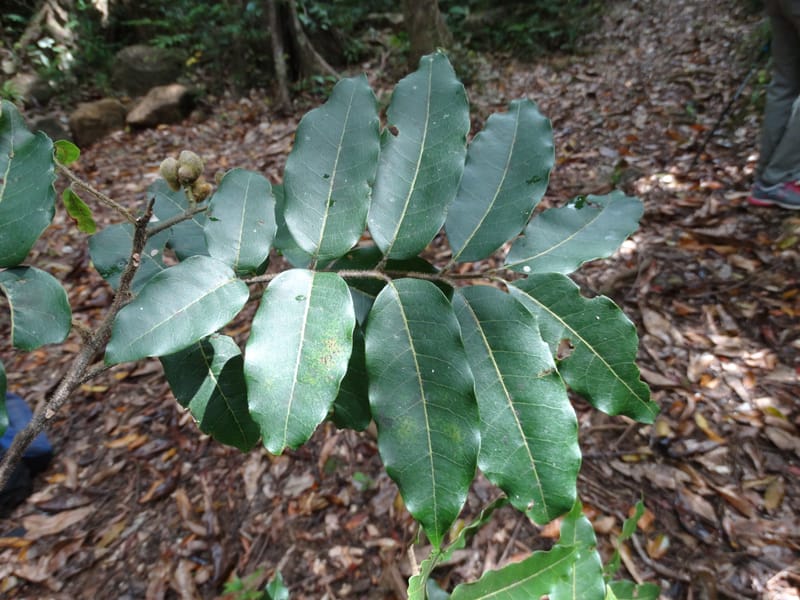 Alectryon hirsutus, Munzinger, J 7422--New Caledonia. Foret du Koghi. 13 Nov 2015. DSC02196 (84).JPG