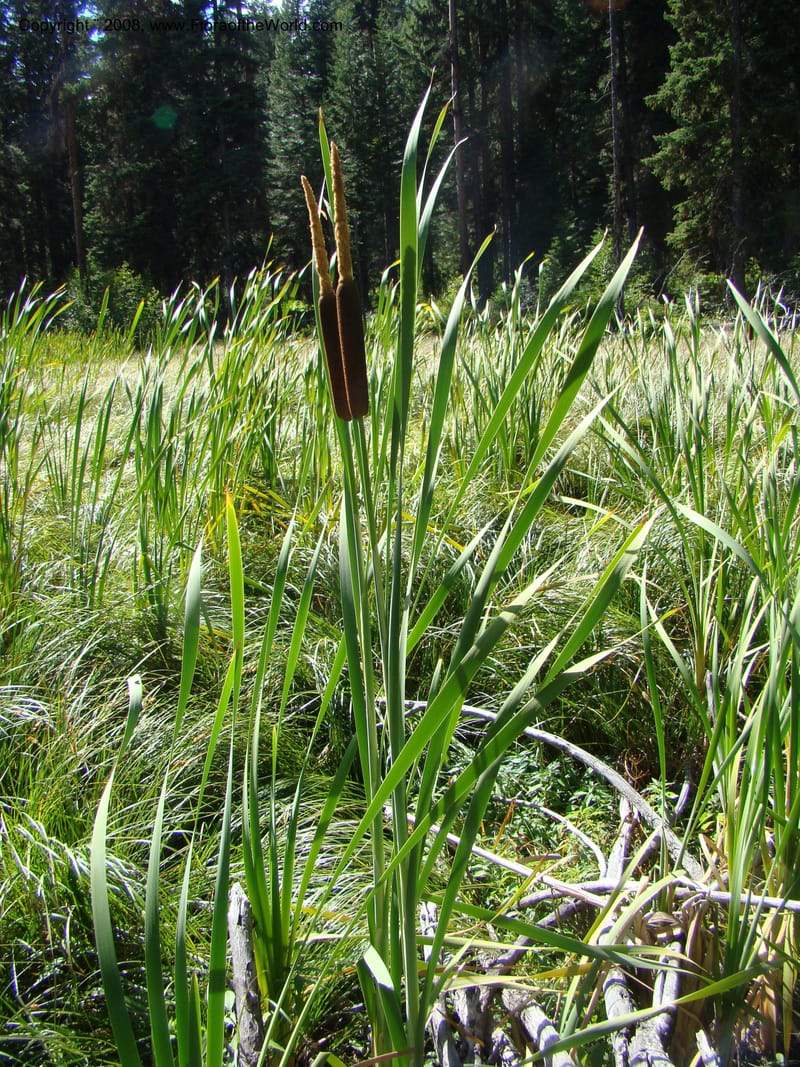 Typha latifolia, CDavidson11316--ID. Valley Co. Ponderosa State Park, Payette Lake. 6 Sep 08. 069.jpg