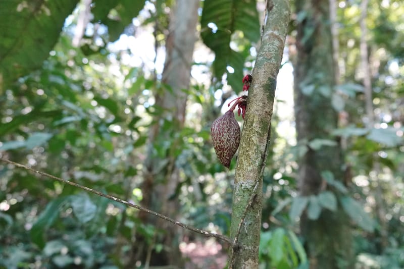 Allexis cauliflora, C. Davidson 13958--Gabon. Arb. Sibang. 5 Nov. 2018. DSC02235 (113).JPG