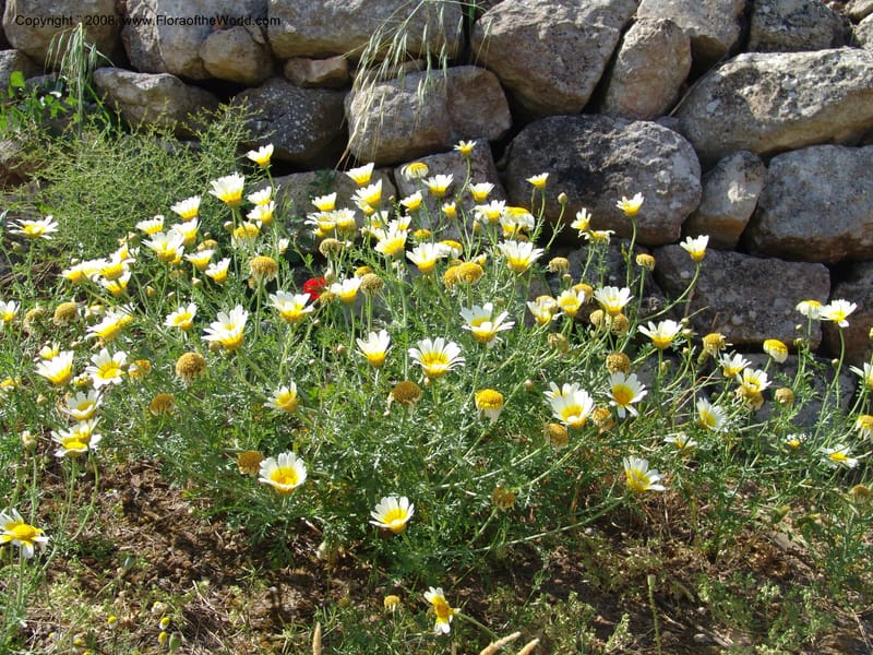 Glebionis (Chrysanthemum) coronaria v. discolor--Crete. Ep. Apokoronos. Aptera. 23 May 05. 076.jpg