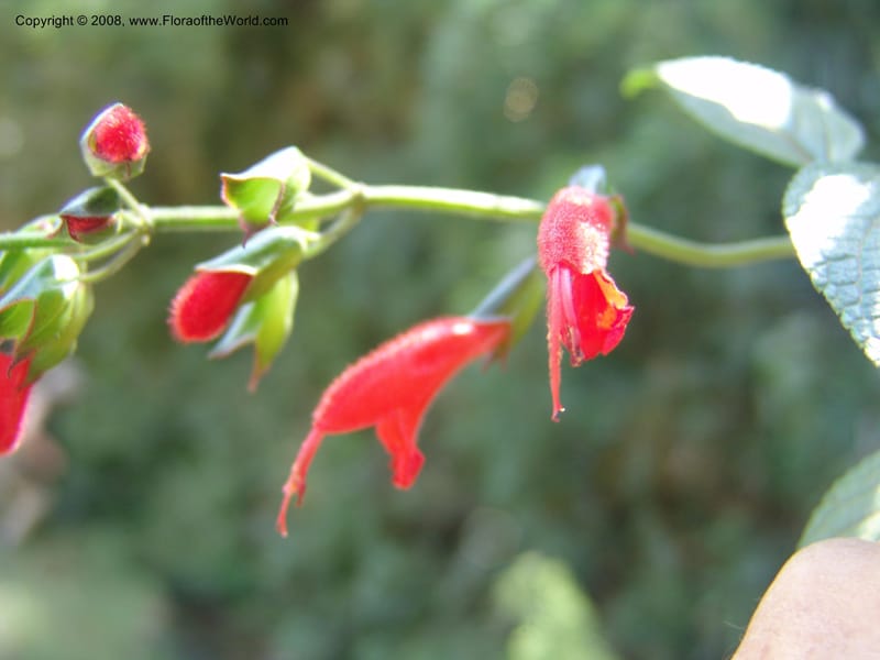 Salvia, Croat93230--Ecuador. Prov. Pichincha. Old hwy Quito to Sto. Domingo. 12 Aug 04. 054.jpg
