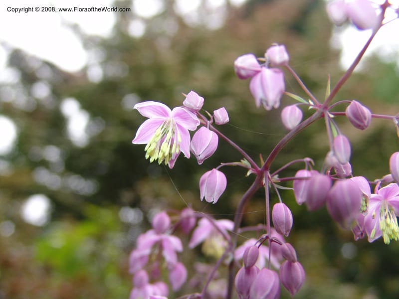 Thalictrum delavayi, 91.0343CA. UC Berkeley Bot. Garden.  30 Jun 06. 013.jpg