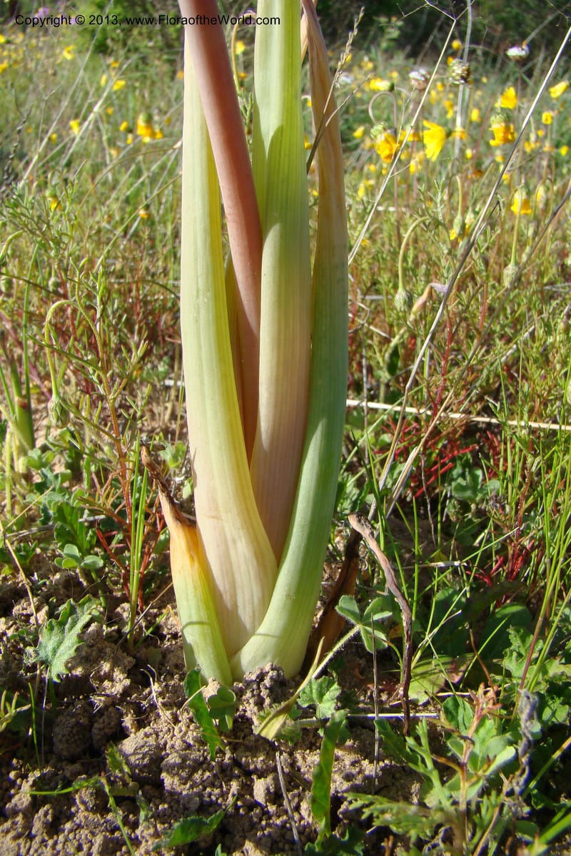 Bulbine praemorsa, C. Davidson 11582--South Africa. Northern Cape. Papkuilsfontein. 26 Aug 09. 242 (19).jpg