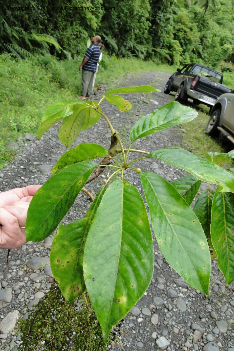 Schefflera vitiensis, M. Tuiwawa 4917--Fiji. Area of Monasavu Dam I. 9 Feb 2011. 201 (13).jpg