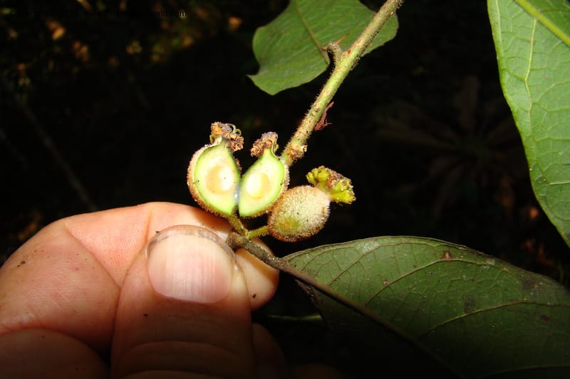 Trymatococcus, Vasquez 34817--Peru. Loreto. Dist. Nauta. Miraflores, Rio Tigre. 10 Nov 08. 850 (4).jpg