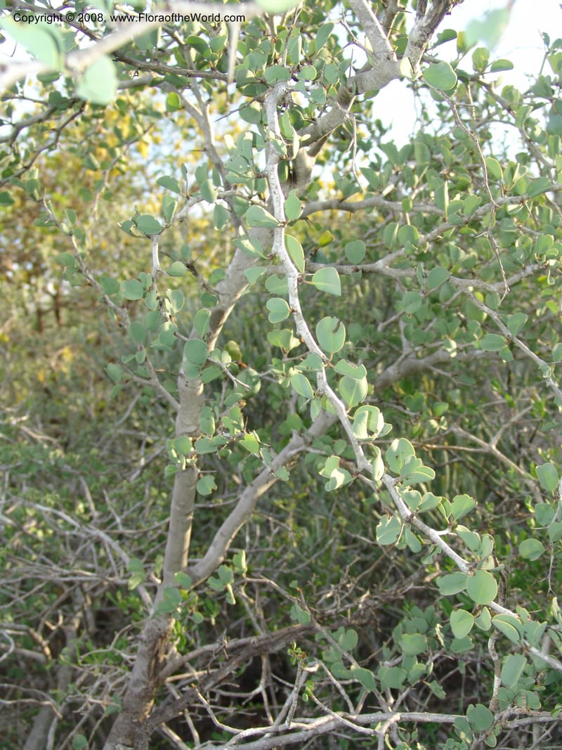 Ximenia perrieri, Z.Rogers865A--Madag. Prov. Toleara. La Table. 14 Jan 06. 139.jpg