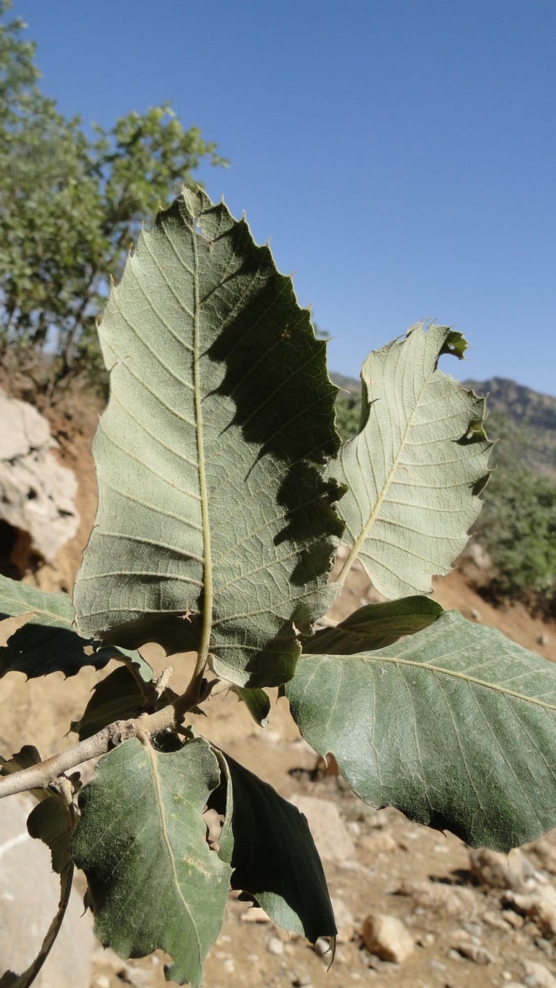 Quercus ithaburensis ssp. macrolepis, A. G. Miller 132.13--Iraq. Kurdistan. Shakh-i Pira Magun. Gueza Khan. 11 June 2010. 017 (2).jpg