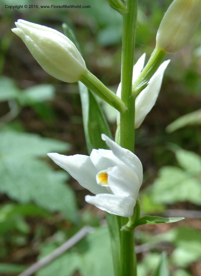 Cephalanthera longifolia, Boufford, D 43592--China. Sichuan. Tudiling Tunnel. 6 May 2014. DSC03860 (84).JPG